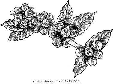 Hand drawn Coffee Plant Sketch Illustration