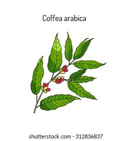  Hand drawn coffee tree branch. Vector illustration