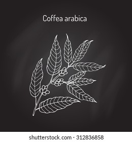  Hand drawn coffee tree branch. Vector illustration