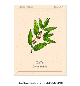 Hand drawn coffee tree branch. Vector illustration