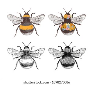 Hand drawn collection of 4 bumblebees, colorful and monochrome variations. Vector illustration in retro style