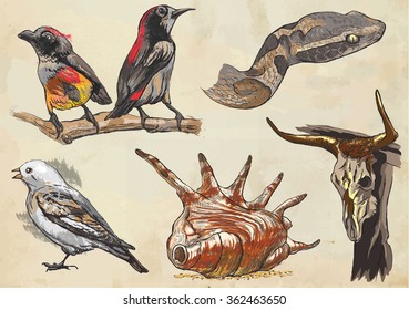 An hand drawn collection, ANIMALS. Description - Colored vectors, freehand sketching. Editable in layers and groups. Background is isolated. Animals are named inside the vector pack.