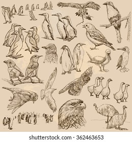 An hand drawn collection, BIRDS - Vectors, freehand sketching. Editable in layers and groups. Background is isolated. All birds are named inside the vector pack.