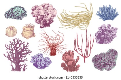 Hand drawn collection of colorful corals. Vector illustration in vintage style