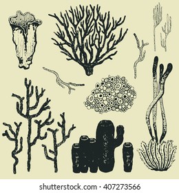 hand drawn collection of corals and algas