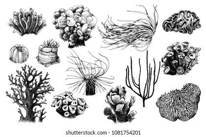 Sea anemone Vector sketch stock vector Illustration of poison  74482175