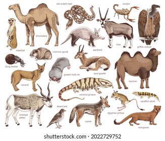 Hand drawn collection of desert animals