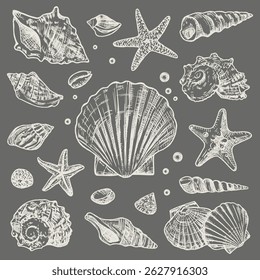 Hand drawn collection of different sea shells and starfish illustration.