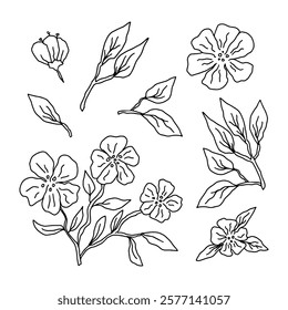 Hand drawn collection of floral elements and leaves, flowers in a minimalist style, simple black sketch vector illustration