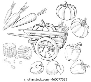 Hand drawn collection. Harvest fruits and vegetables. Autumn Collection of elements for your design.