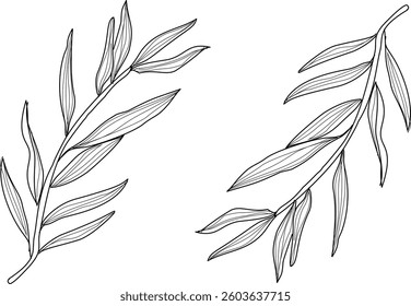 Hand Drawn Collection Of Herbal Leaf Floral Art Doodle Vector Illustration 