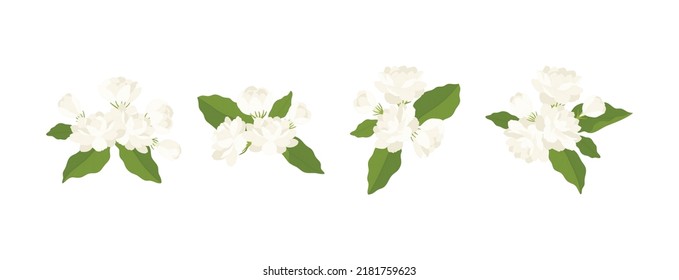 Hand drawn collection of jasmine flower illustration. 