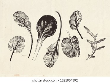 Hand drawn collection of leafy greens drawings, lettuce leaves, clip art botanical illustrations