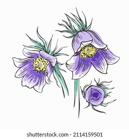Hand drawn collection. Lumbago meadow, Pulsatilla flower ink sketch set, Vector Pasque flower isolated on white. Floral illustration, Perennial poisonous flowering plant for medicine phytotherapy svg