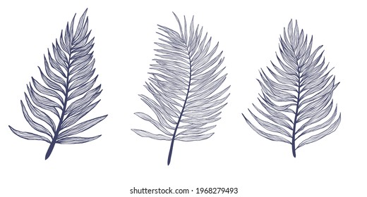 Hand drawn collection palm tree leaves in linear style. Minimalistic trendy tropical palm leaf set. Vector illustration bundle of exotics plant isolated on white background.