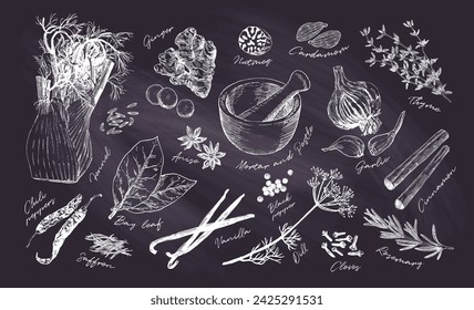 Hand drawn collection of popular herbs and spices. Culinary poster for cookbook and kitchen decor. Black chalk board drawings. Vintage etching style