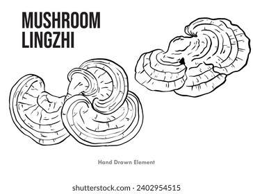 Hand drawn collection of Reishi or Lingzhi mushrooms. Superfood sketch on white background. Simple black and white line art design.