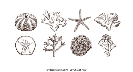 Hand drawn collection of sea shells and corals. Vintage style  illustrations