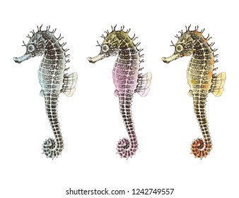 Hand drawn collection Seahorses with watercolor texture, isolated vector illustration on white background.