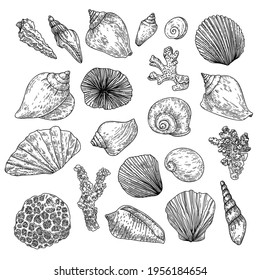 Hand drawn collection of seashells and corals in engraving style. Vector illustration set of seashells, oysters, scallops, corals and other molluscs. Linear drawing black and white.