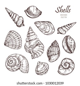 Hand drawn collection of seashells. Vector illustration in sketsh style. Vector shells. Element design for invitations, greeting cards, posters, prints, banners, flyers etc.