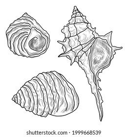 Hand drawn collection of shells, sinks