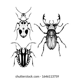 Hand drawn collection of sketched beetles. Vector illustration of insects. Black and white entomological drawing of bugs. Elements for icon, logo, tattoo design.