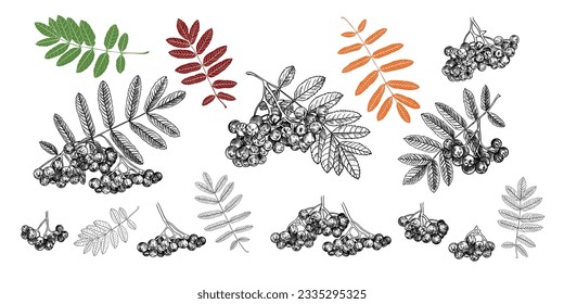 
Hand drawn collection of various branches of mountain ash with leaves and berries. Black and white drawings.  Vintage style.