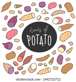 hand drawn collection of various kinds of potato. Colorful clipart illustration design elements. yam potato, royal, kipfler and different sorts of farming vegetables isolated on white.