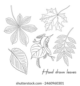 Hand Drawn Collection of Various Leaves Illustration in Black and White