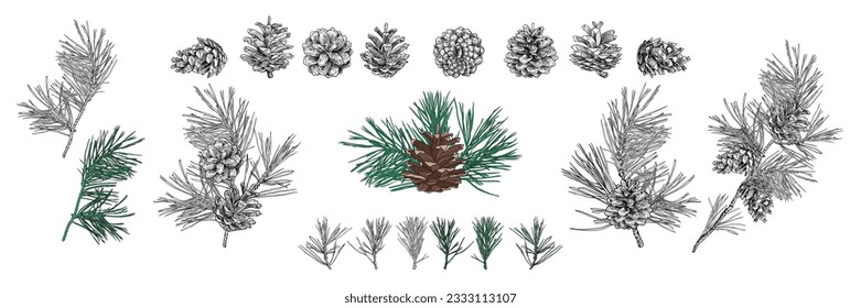 Hand drawn collection of various pine branches and cones. Isolated objects on white background. Vector vintage illustration. 