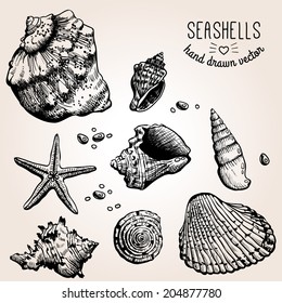 Hand drawn collection of various seashell illustrations. Vector.