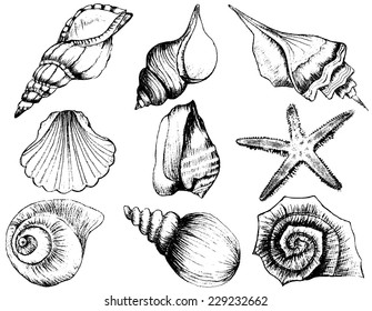 Hand drawn collection of various seashell illustrations isolated on white background 