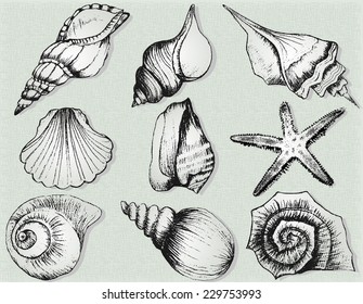 Hand drawn collection of various seashell illustrations isolated on  background 