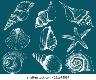 Hand drawn collection of various seashell illustrations