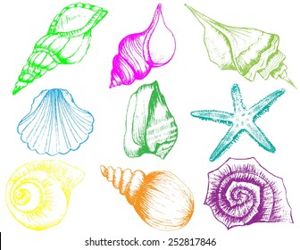 Hand drawn collection of various seashell illustrations