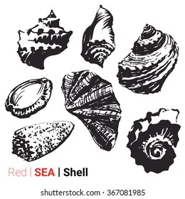 Hand drawn collection of various seashell illustrations isolated on white background. Vector set.
