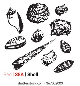 Hand drawn collection of various seashell illustrations isolated on white background. Vector set.