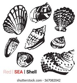 Hand drawn collection of various seashell illustrations isolated on white background. Vector set.