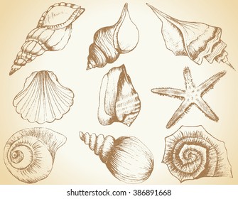 Hand drawn collection of various seashell illustrations isolated on vintage background