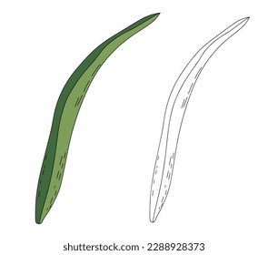 Hand drawn color and black and white long leaves with a doodle style shading