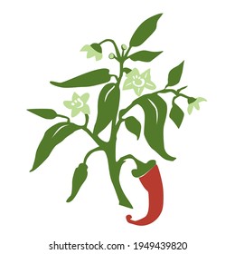 Hand drawn color botanical illustration with fresh cayenne pepper plant and flowers isolated on white background. Vector flat illustration. Design for menu, card, print