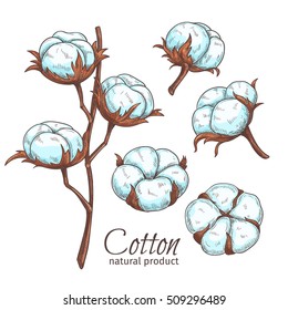 Hand drawn color cotton flowers . Vector illustration in sketch style.