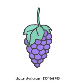 hand drawn color grapes illustration. Vector illustration isolated on white background.