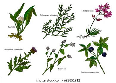 Hand drawn color herbal vector illustration: Turmeri, Polygonum aviculare, Buckwheat, Silene viscaria, Eleutherococcus senticosus, Rhaponticum carthamoides.