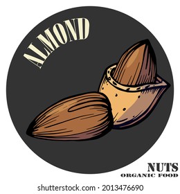 Hand drawn color illustration of almonds and almonds in shell. Two nuts logo, emblem. Handwritten graphic technique. Health products. Nuts shop.