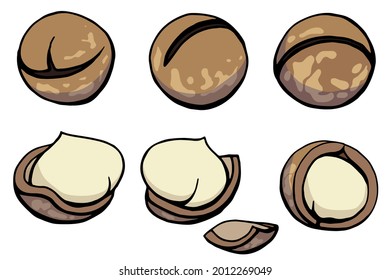 Hand drawn color illustration of a 
macadamia nuts in shell and peeled nuts. 
Handwritten graphic technique