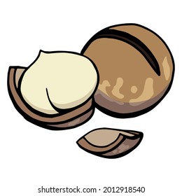 Hand drawn color illustration of a 
macadamia nuts in shell and peeled nuts. 
Handwritten graphic technique