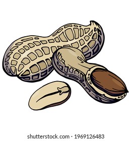 Hand drawn color illustration of a 
peanut in shell and peeled nuts. 
Allergic reaction to peanuts (to nuts). Handwritten graphic technique