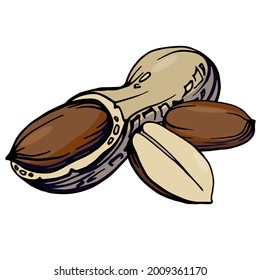 Hand drawn color illustration of a 
peanut in shell and peeled nuts. 
Allergic reaction to peanuts (to nuts). Handwritten graphic technique
